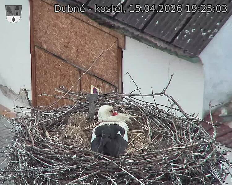 Capi_Dubne_20260415_192503.jpg (1350&nbsp;x&nbsp;1080)