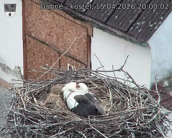 Capi_Dubne_20260415_200002.jpg (1350&nbsp;x&nbsp;1080)