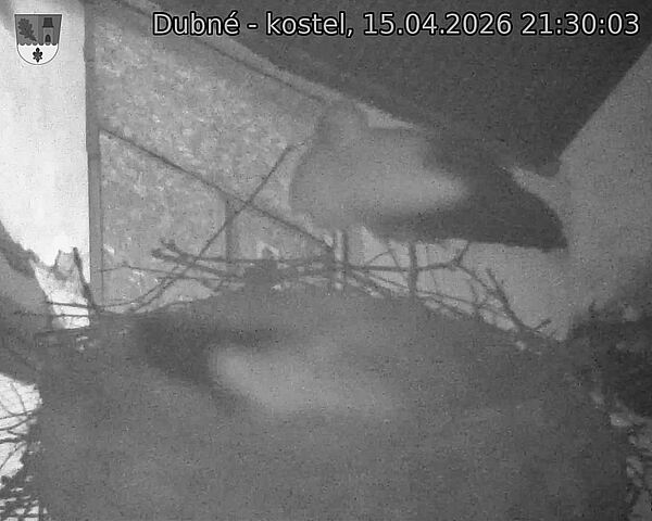 Capi_Dubne_20260415_213003.jpg (1350&nbsp;x&nbsp;1080)