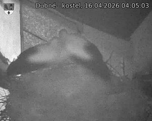 Capi_Dubne_20260416_040503.jpg (1350&nbsp;x&nbsp;1080)