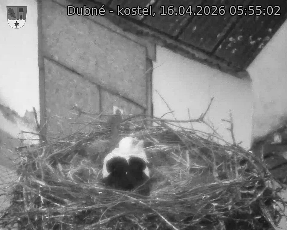 Capi_Dubne_20260416_055502.jpg (1350&nbsp;x&nbsp;1080)