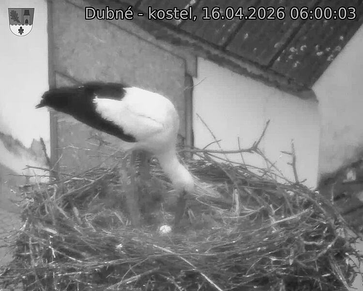 Capi_Dubne_20260416_060003.jpg (1350&nbsp;x&nbsp;1080)