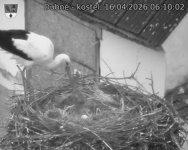 Capi_Dubne_20260416_061002.jpg (1350&nbsp;x&nbsp;1080)