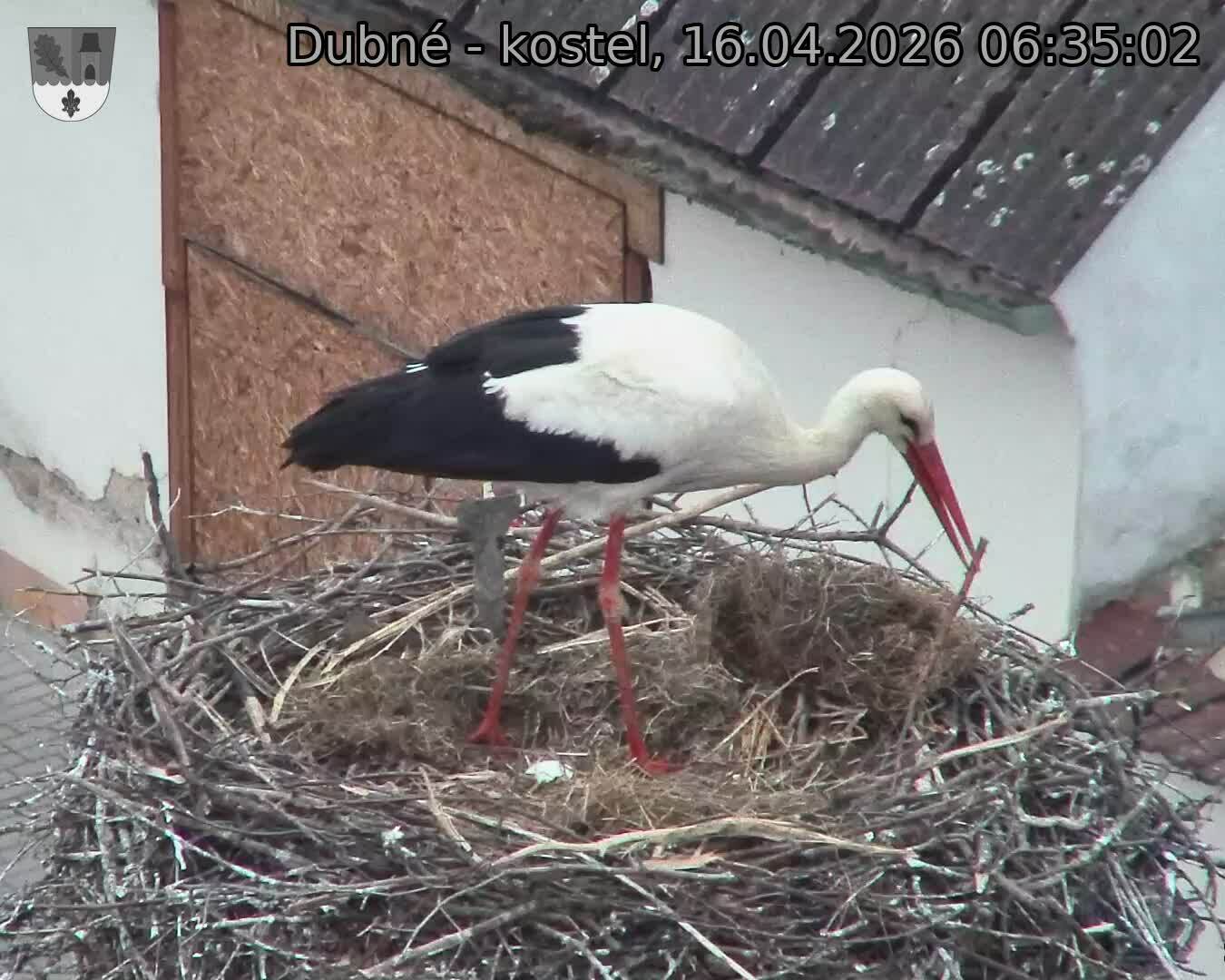 Capi_Dubne_20260416_063503.jpg (1350&nbsp;x&nbsp;1080)