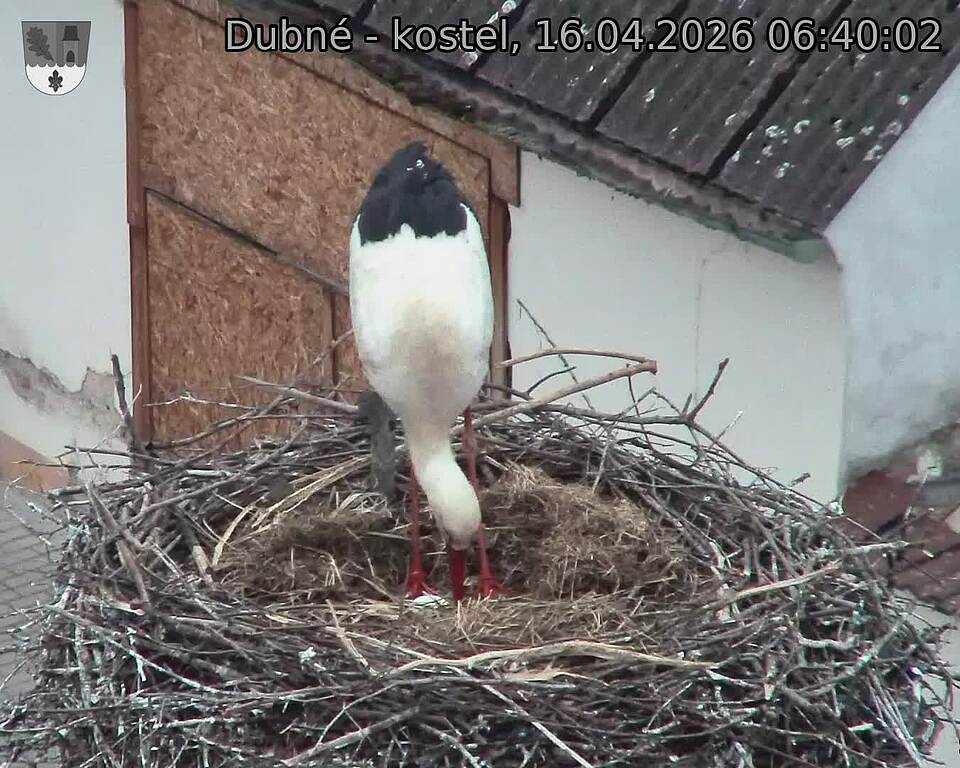 Capi_Dubne_20260416_064002.jpg (1350&nbsp;x&nbsp;1080)