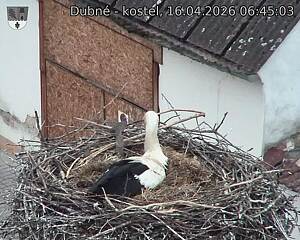 Capi_Dubne_20260416_064503.jpg (1350&nbsp;x&nbsp;1080)