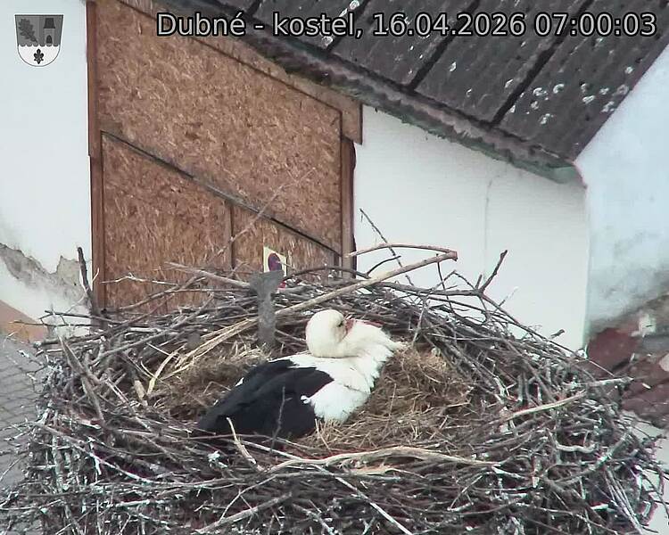 Capi_Dubne_20260416_070003.jpg (1350&nbsp;x&nbsp;1080)