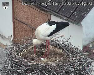 Capi_Dubne_20260416_071003.jpg (1350&nbsp;x&nbsp;1080)