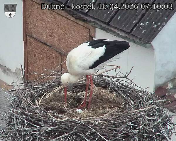 Capi_Dubne_20260416_071003.jpg (1350&nbsp;x&nbsp;1080)