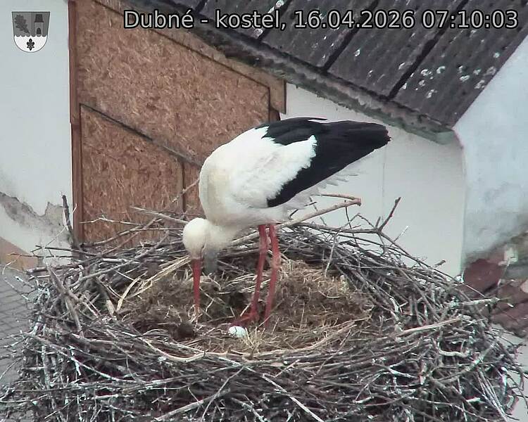 Capi_Dubne_20260416_071003.jpg (1350&nbsp;x&nbsp;1080)