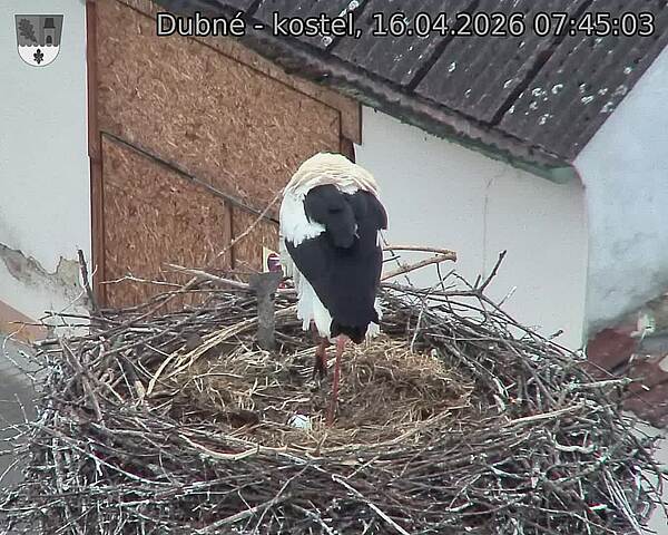 Capi_Dubne_20260416_074503.jpg (1350&nbsp;x&nbsp;1080)