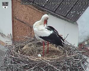 Capi_Dubne_20260416_075503.jpg (1350&nbsp;x&nbsp;1080)