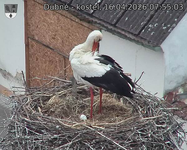 Capi_Dubne_20260416_075503.jpg (1350&nbsp;x&nbsp;1080)