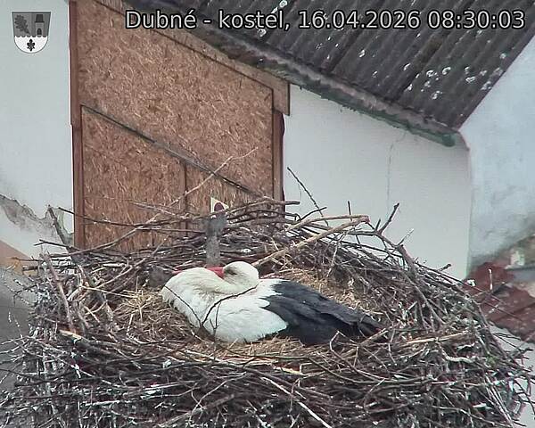 Capi_Dubne_20260416_083003.jpg (1350&nbsp;x&nbsp;1080)