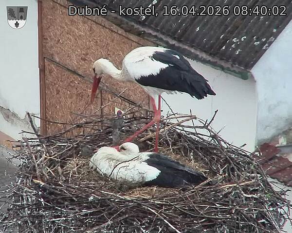 Capi_Dubne_20260416_084002.jpg (1350&nbsp;x&nbsp;1080)