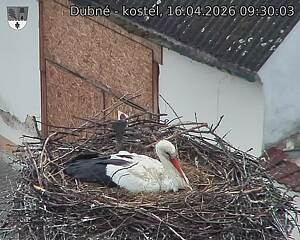 Capi_Dubne_20260416_093003.jpg (1350&nbsp;x&nbsp;1080)