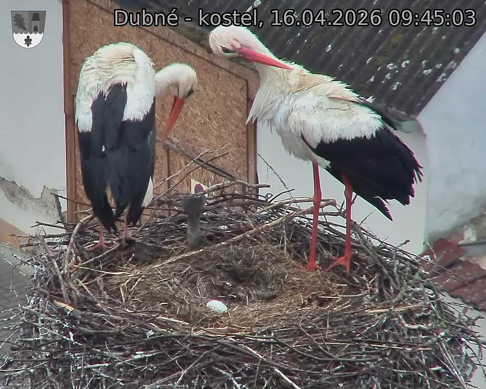 Capi_Dubne_20260416_094503.jpg (1350&nbsp;x&nbsp;1080)