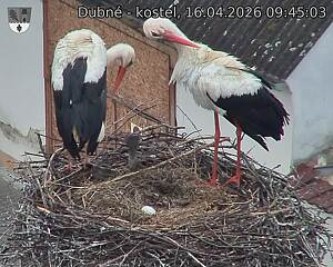 Capi_Dubne_20260416_094503.jpg (1350&nbsp;x&nbsp;1080)