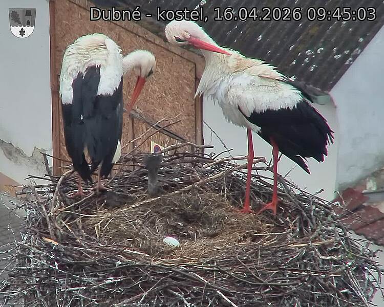 Capi_Dubne_20260416_094503.jpg (1350&nbsp;x&nbsp;1080)