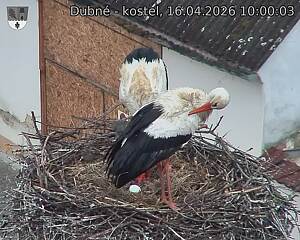 Capi_Dubne_20260416_100003.jpg (1350&nbsp;x&nbsp;1080)