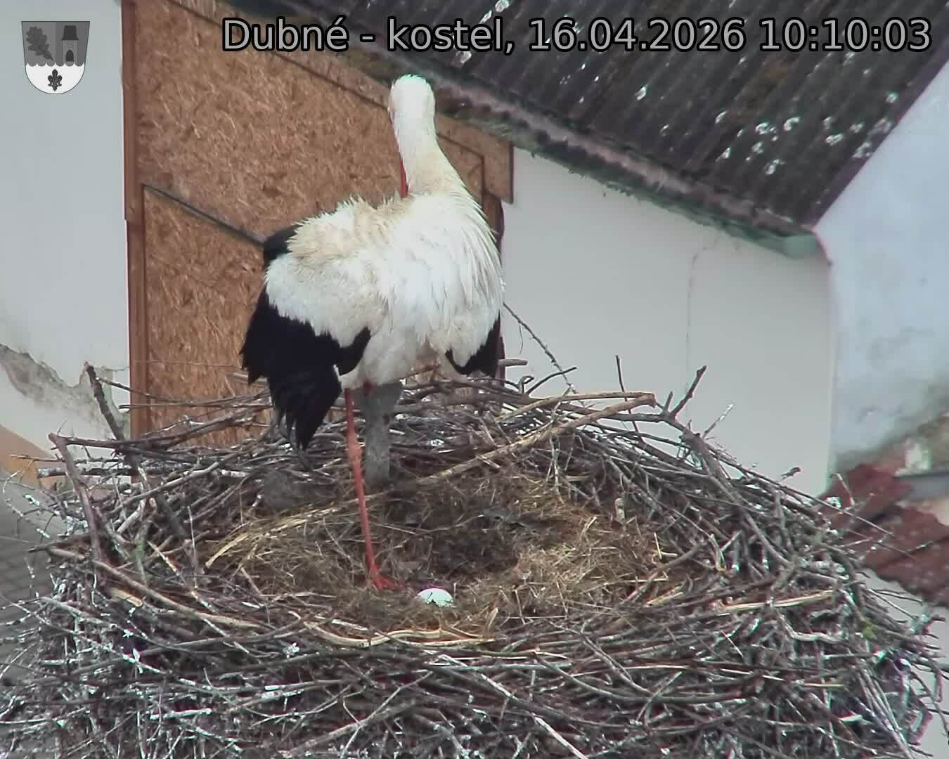 Capi_Dubne_20260416_101003.jpg (1350&nbsp;x&nbsp;1080)