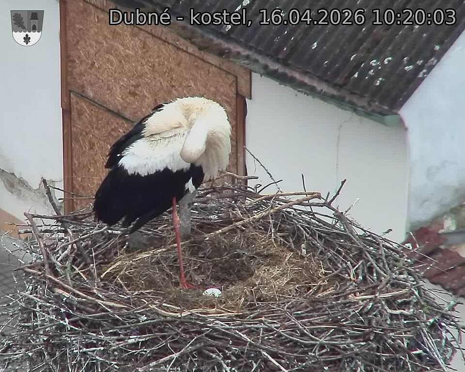 Capi_Dubne_20260416_102003.jpg (1350&nbsp;x&nbsp;1080)