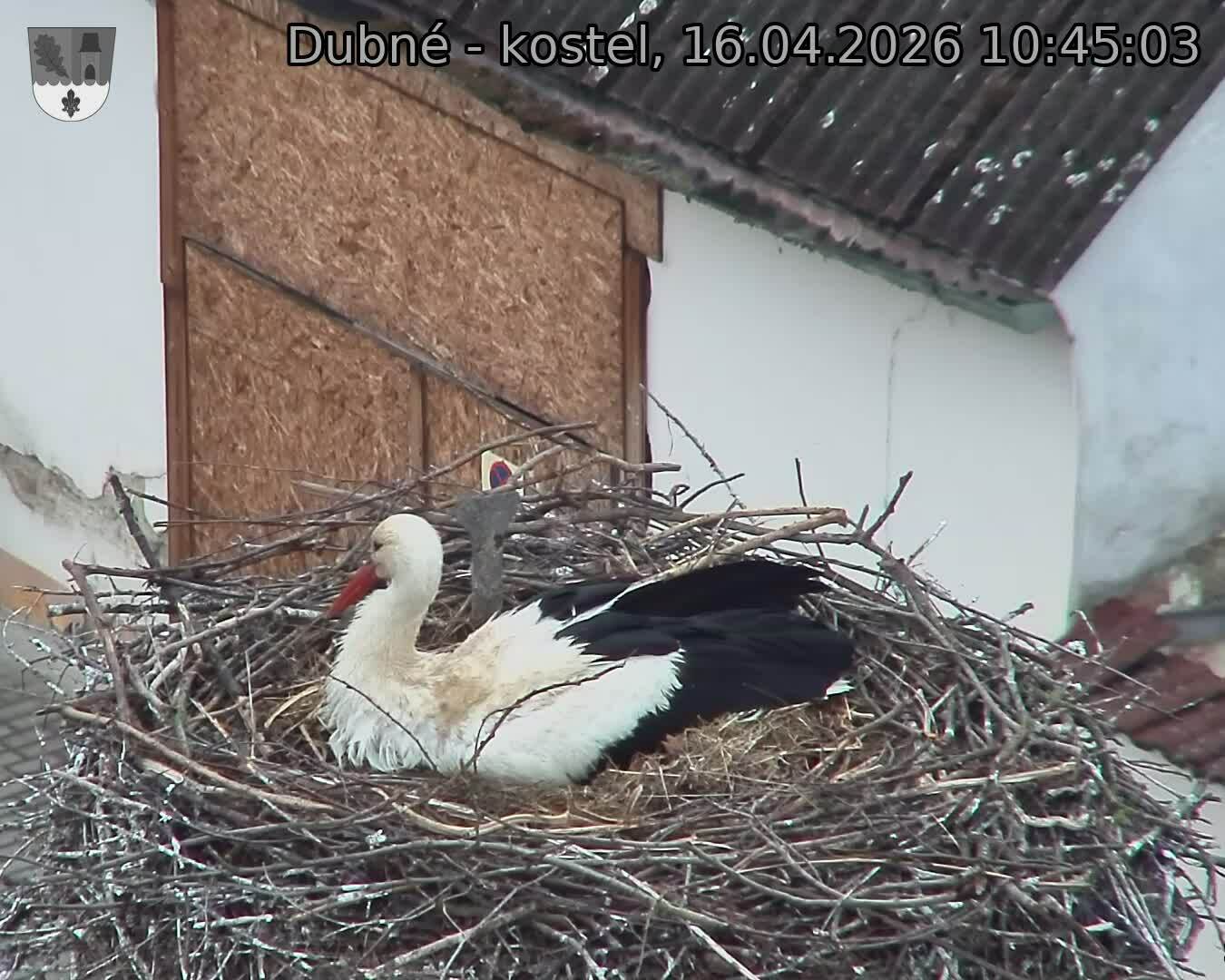 Capi_Dubne_20260416_104503.jpg (1350&nbsp;x&nbsp;1080)