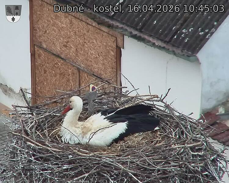 Capi_Dubne_20260416_104503.jpg (1350&nbsp;x&nbsp;1080)