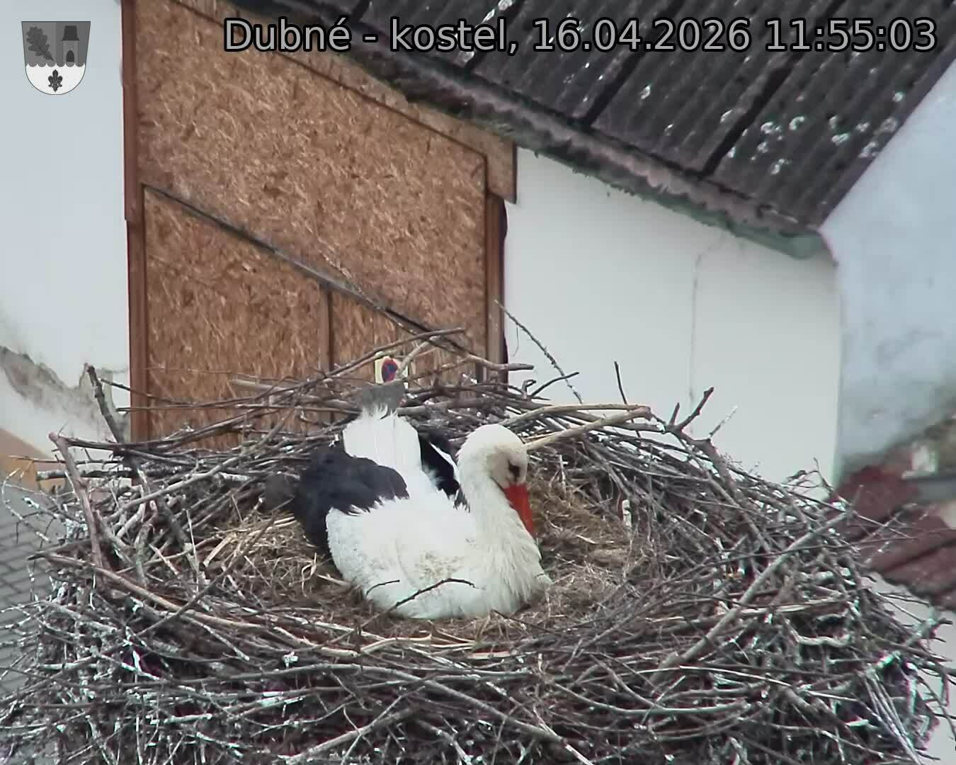 Capi_Dubne_20260416_115503.jpg (1350&nbsp;x&nbsp;1080)