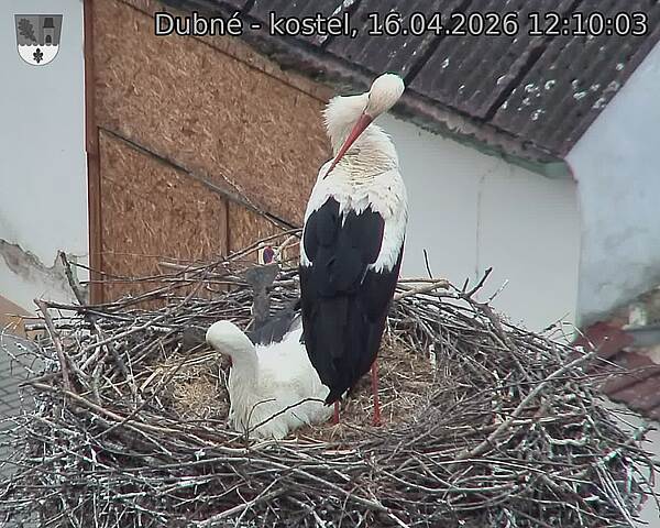 Capi_Dubne_20260416_121003.jpg (1350&nbsp;x&nbsp;1080)