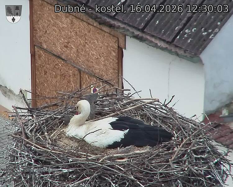 Capi_Dubne_20260416_123003.jpg (1350&nbsp;x&nbsp;1080)