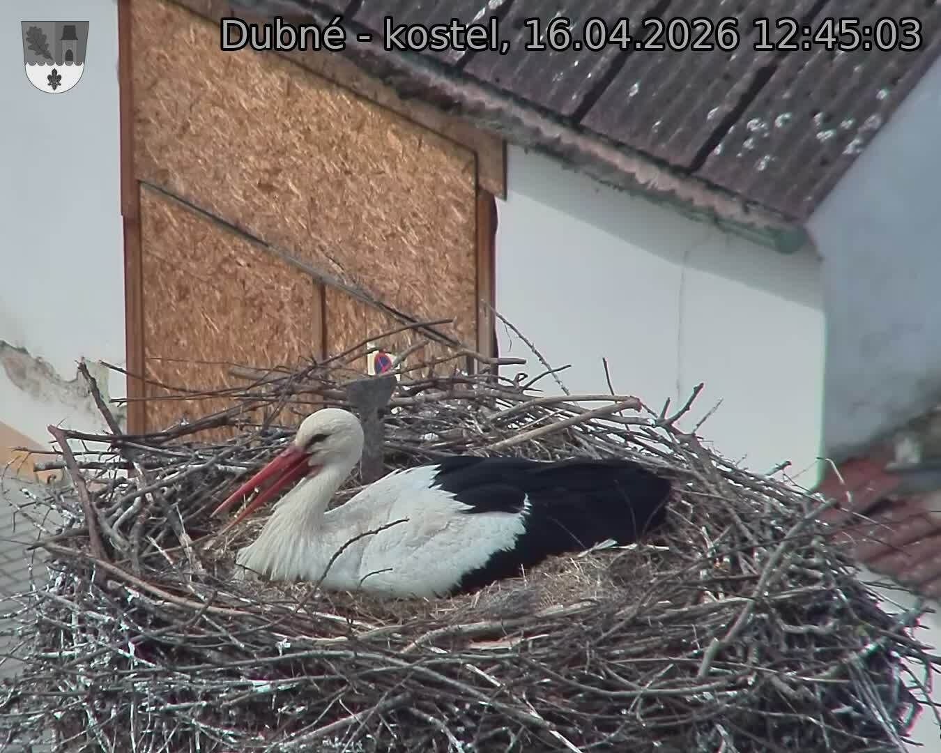 Capi_Dubne_20260416_124503.jpg (1350&nbsp;x&nbsp;1080)