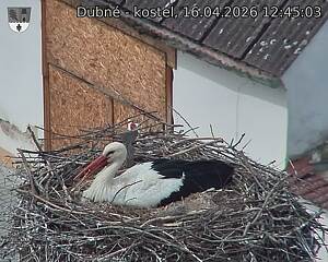 Capi_Dubne_20260416_124503.jpg (1350&nbsp;x&nbsp;1080)