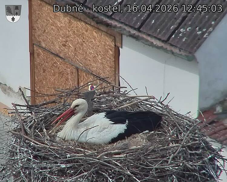 Capi_Dubne_20260416_124503.jpg (1350&nbsp;x&nbsp;1080)