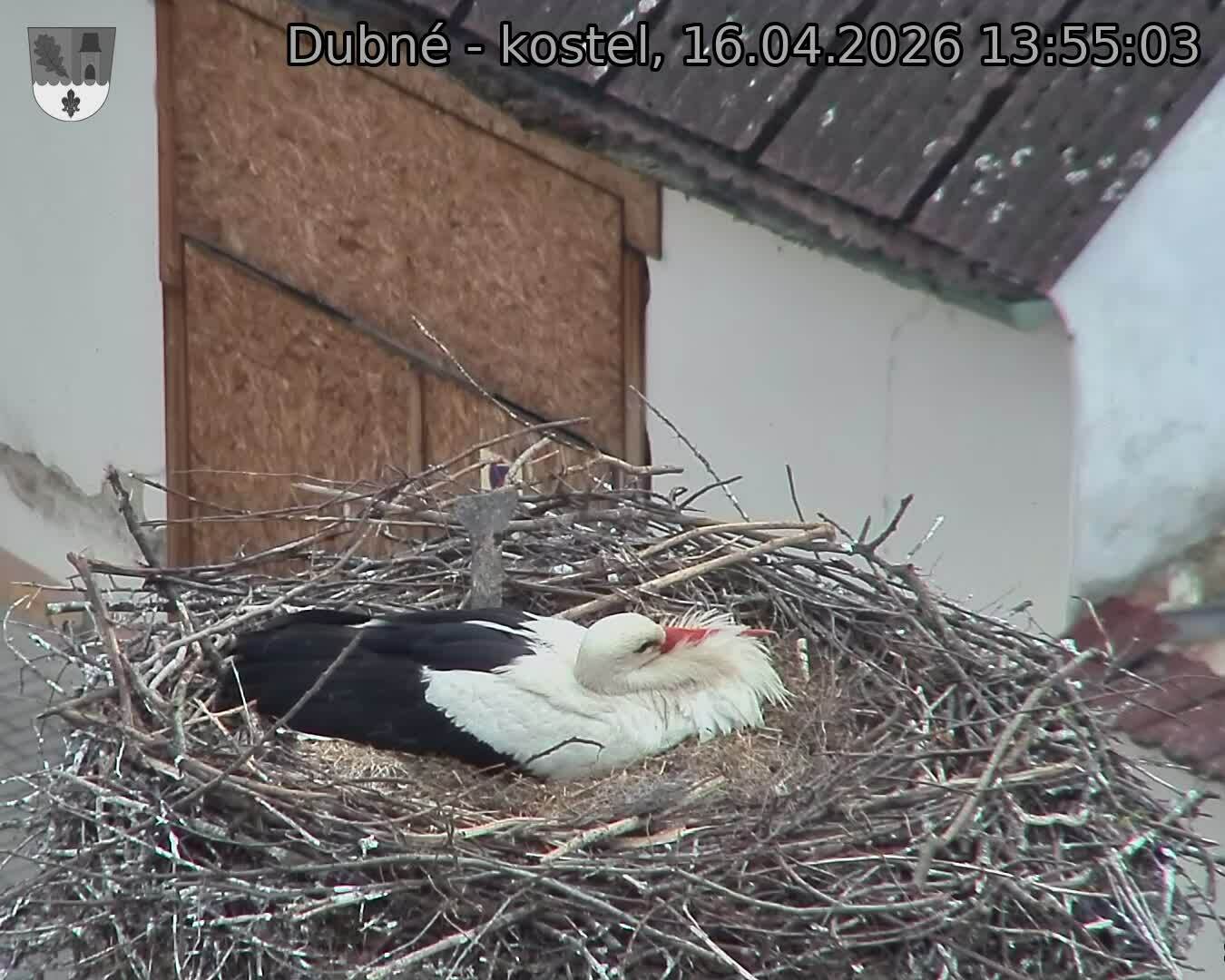 Capi_Dubne_20260416_135503.jpg (1350&nbsp;x&nbsp;1080)