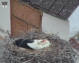 Capi_Dubne_20260416_135503.jpg (1350&nbsp;x&nbsp;1080)