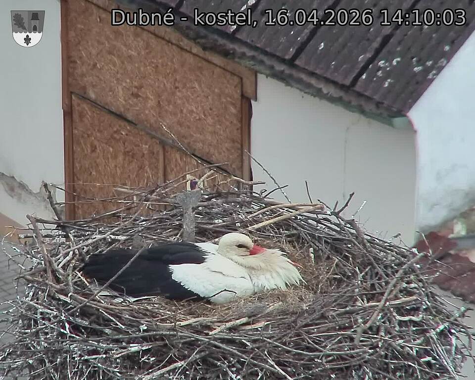 Capi_Dubne_20260416_141003.jpg (1350&nbsp;x&nbsp;1080)