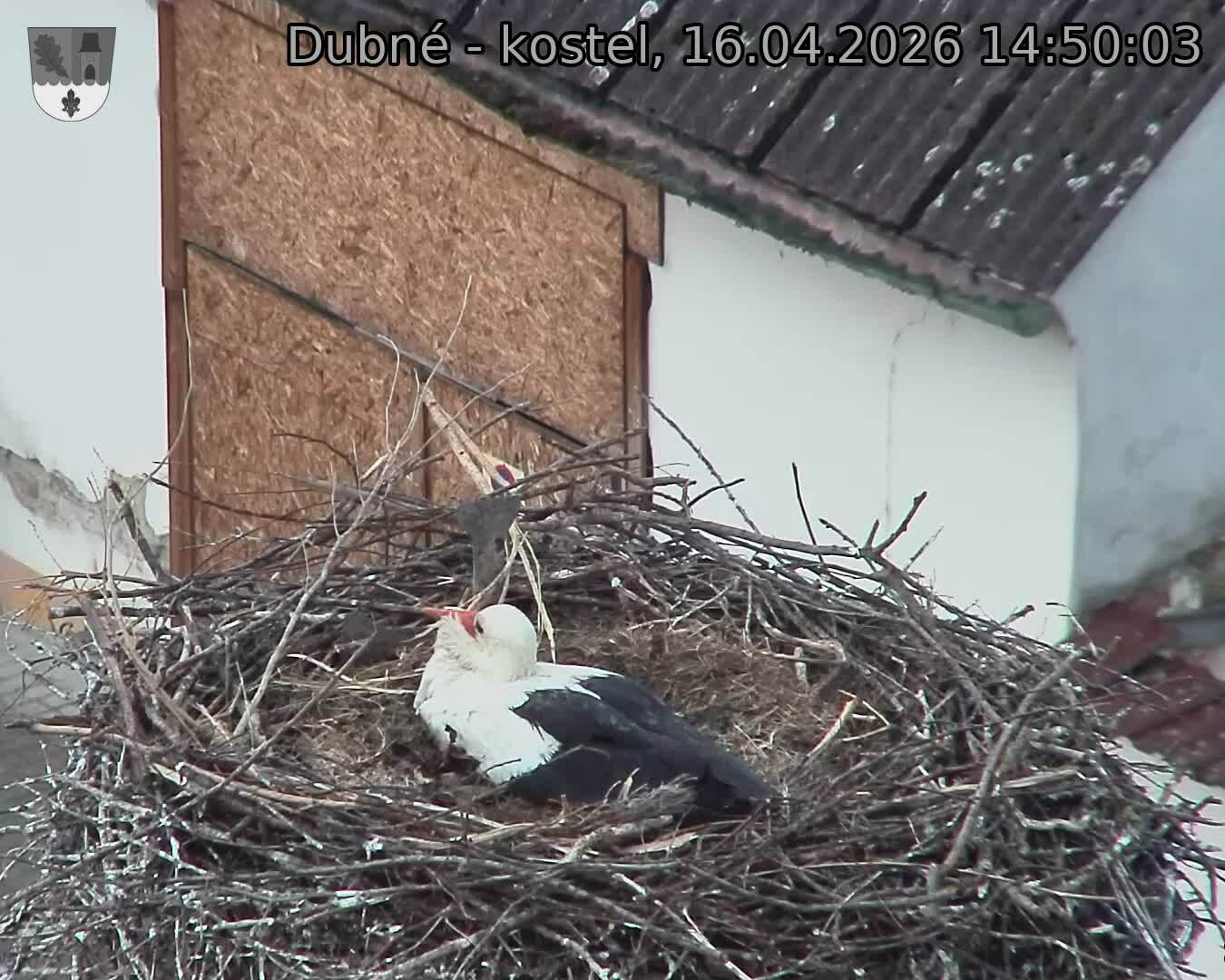 Capi_Dubne_20260416_145003.jpg (1350&nbsp;x&nbsp;1080)