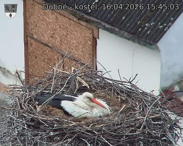 Capi_Dubne_20260416_154503.jpg (1350&nbsp;x&nbsp;1080)