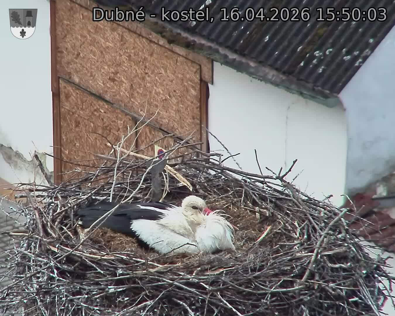 Capi_Dubne_20260416_155003.jpg (1350&nbsp;x&nbsp;1080)