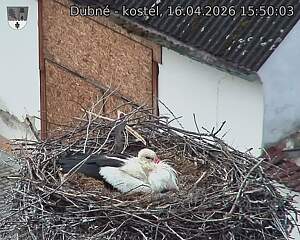 Capi_Dubne_20260416_155003.jpg (1350&nbsp;x&nbsp;1080)