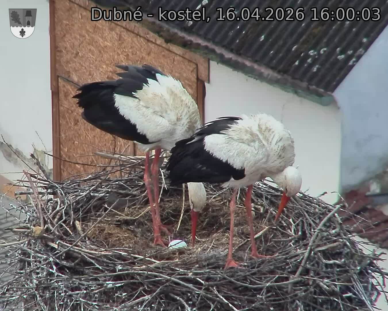 Capi_Dubne_20260416_160003.jpg (1350&nbsp;x&nbsp;1080)