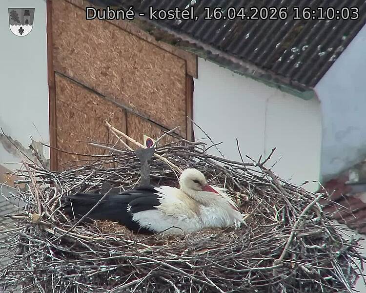 Capi_Dubne_20260416_161003.jpg (1350&nbsp;x&nbsp;1080)