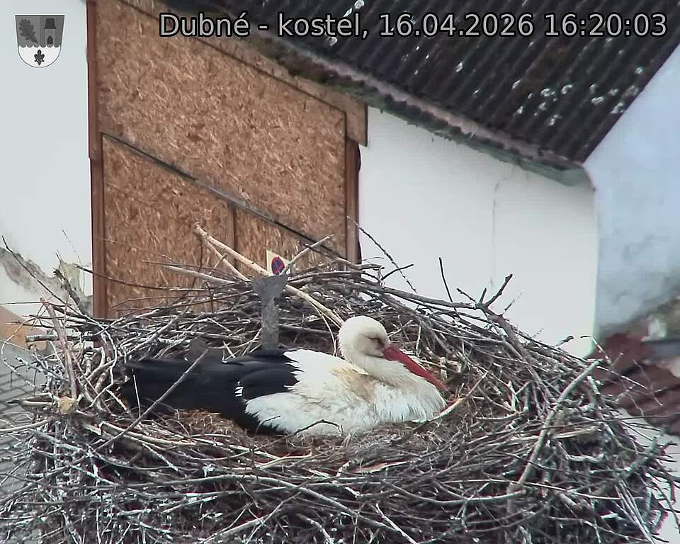 Capi_Dubne_20260416_162003.jpg (1350&nbsp;x&nbsp;1080)