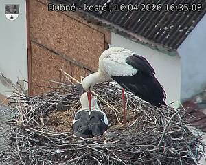 Capi_Dubne_20260416_163503.jpg (1350&nbsp;x&nbsp;1080)