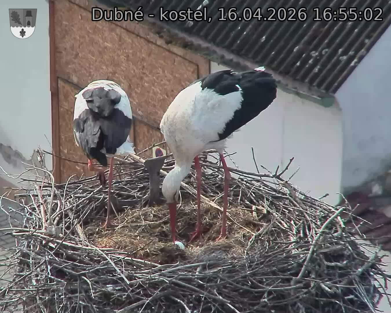 Capi_Dubne_20260416_165502.jpg (1350&nbsp;x&nbsp;1080)