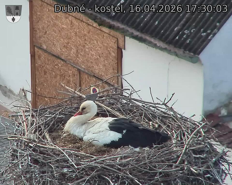 Capi_Dubne_20260416_173003.jpg (1350&nbsp;x&nbsp;1080)