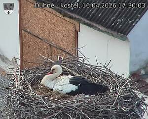 Capi_Dubne_20260416_173003.jpg (1350&nbsp;x&nbsp;1080)