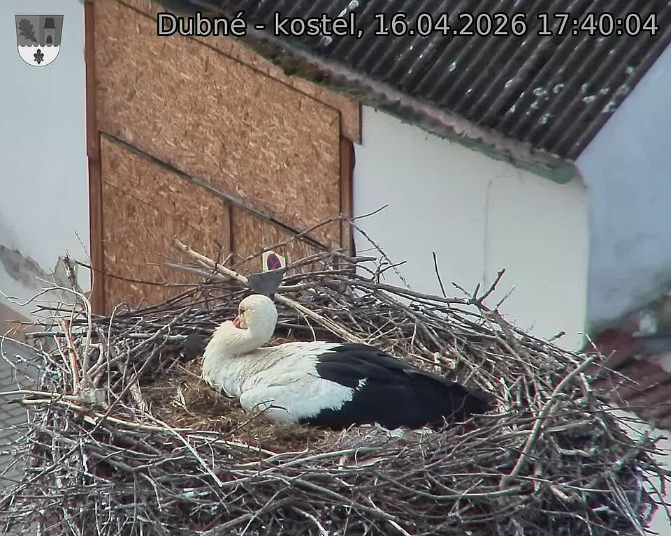 Capi_Dubne_20260416_174004.jpg (1350&nbsp;x&nbsp;1080)