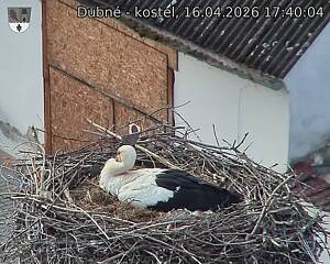 Capi_Dubne_20260416_174004.jpg (1350&nbsp;x&nbsp;1080)